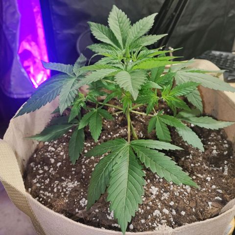 Red mandarine #2 growlog timeline photo
