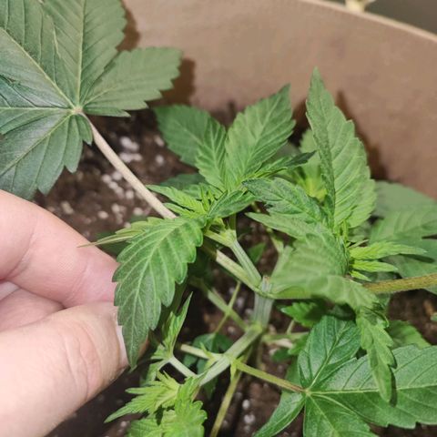 Red mandarine #4 growlog timeline photo