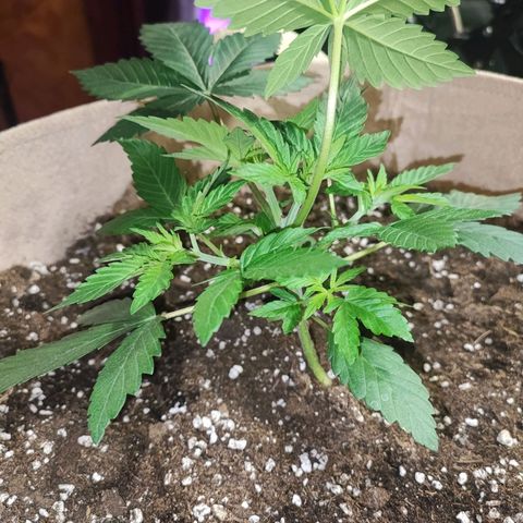 Red mandarine #4 growlog timeline photo