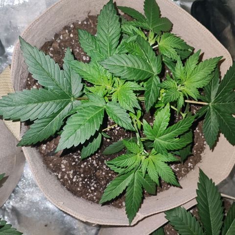 Red mandarine #4 growlog timeline photo