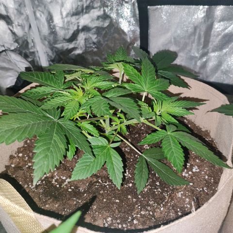 Red mandarine #4 growlog timeline photo