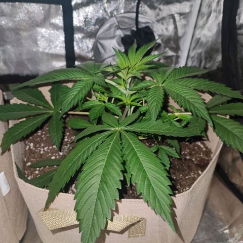 Red mandarine #2 growlog timeline photo