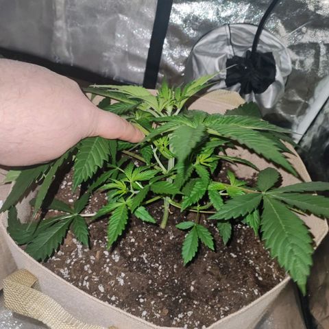 Red mandarine #2 growlog timeline photo