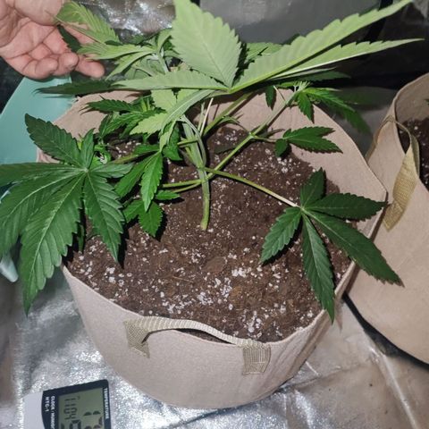 Red mandarine #3 growlog timeline photo