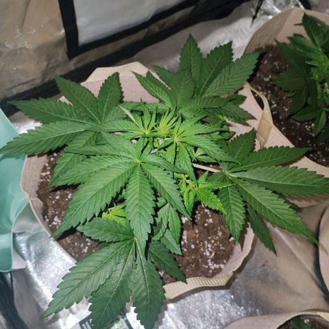 Red mandarine #3 growlog timeline photo
