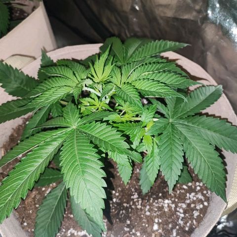 Red mandarine #1 growlog timeline photo