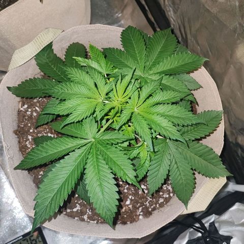Red mandarine #1 growlog timeline photo