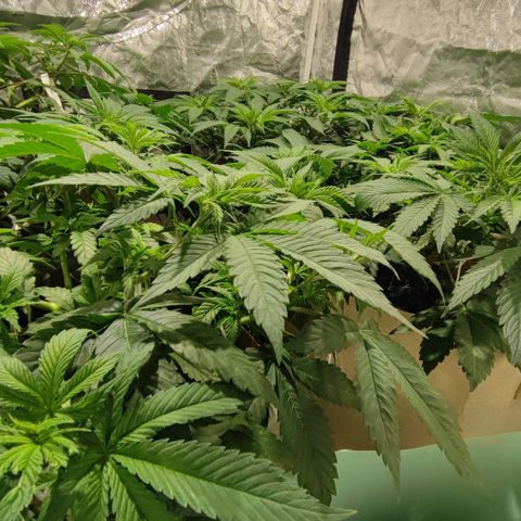 Red mandarine #4 growlog timeline photo