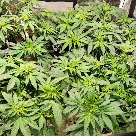 Red mandarine #4 growlog timeline photo