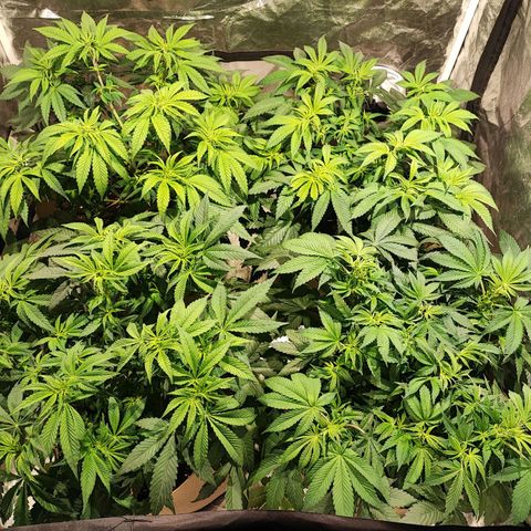 Red mandarine #4 growlog photo: Segunda poda de hojas, plantas muy frondosas está cepa necesita posarse cada 15 días si no las hojas crecen demasiado hasta el porte de una mano grande agua ph 6.5 EC 1000ms bio grow + bio bloom 
