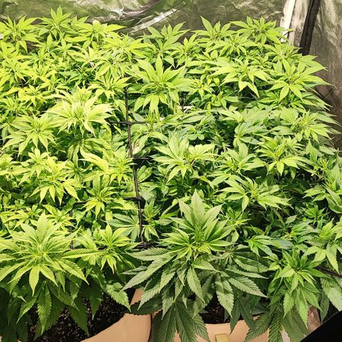 Red mandarine #4 growlog photo: De a poco ya van recuperándose del arreglo de EC de salida ya que aún no tenía para calibrar los medidores, creo tiene la suficiente fuerza para empezar la floración lo más probable es que le dé 2 semanas más del límite por el retraso de bloqueo de nutrientes.