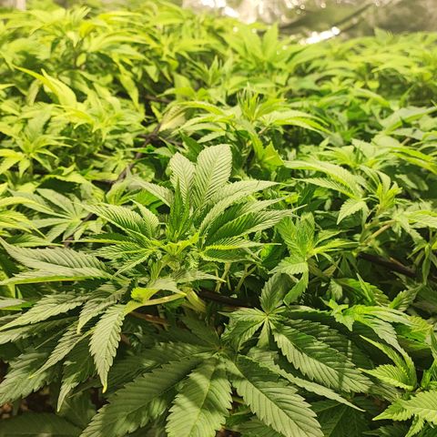 Red mandarine #4 growlog photo: De a poco ya van recuperándose del arreglo de EC de salida ya que aún no tenía para calibrar los medidores, creo tiene la suficiente fuerza para empezar la floración lo más probable es que le dé 2 semanas más del límite por el retraso de bloqueo de nutrientes.