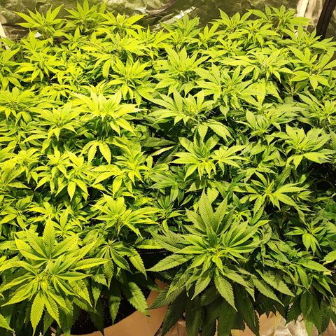 Red mandarine #4 growlog photo: Van recuperándose muy bien ya dos mostraron su sexo, aún faltan las dos más verdes.