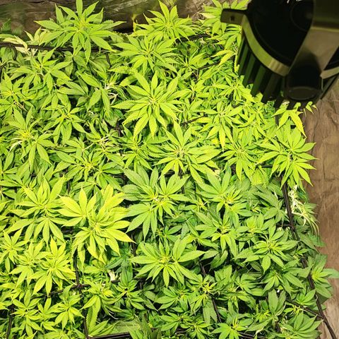 Red mandarine #4 growlog photo: Recién pude estabilizar ec y oh de salida de 3 me falta una que quedó en 1450ms y ya no bajo mas estaba muy estresada con el lavado. Quedará pendiente al próximo riego.
