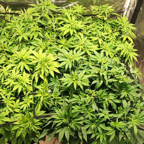 Red mandarine #4 growlog photo: Recién pude estabilizar ec y oh de salida de 3 me falta una que quedó en 1450ms y ya no bajo mas estaba muy estresada con el lavado. Quedará pendiente al próximo riego.