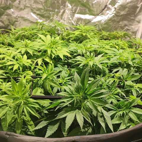 Red mandarine #4 growlog photo: Recién pude estabilizar ec y oh de salida de 3 me falta una que quedó en 1450ms y ya no bajo mas estaba muy estresada con el lavado. Quedará pendiente al próximo riego.