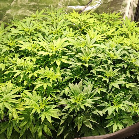 Red mandarine #4 growlog photo: Impresionante crecimiento muy feliz con el resultado