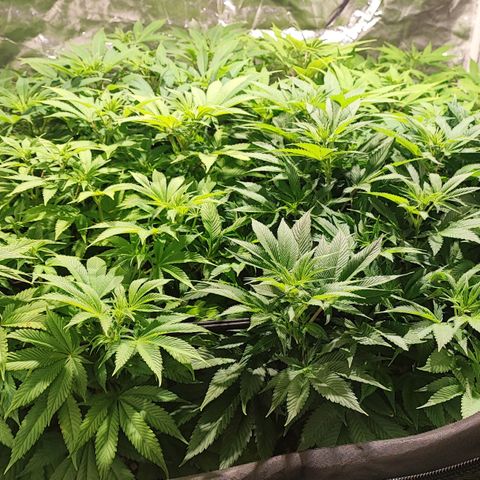 Red mandarine #4 growlog photo: Impresionante crecimiento muy feliz con el resultado