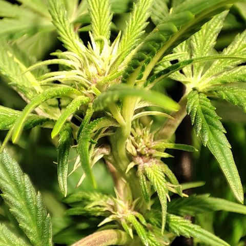 Red mandarine #4 growlog photo: Ya en plena floración totalmente recuperadas de sus carencias y excesos, después de 9 años sin cultivar he vuelto a entrenar lo que ya sabía y aún más. Preparado totalmente para un cultivo perfecto próximamente.
pH general de salida 6.3
EC general de salida 1200ms
1 ml bio grow, 2 ml bio bloom, 2 ml alg a mic y co2 incorporado al riego
No sé aprecia bien pero están mounstrosas con un tallo tan grueso como el palo de una escoba.
Irá aumentando gradualmente por semana hasta llegar a 2200 ms y después bajada hasta llegar a lo mas cercano de 0.
Todo esto solo con 240w.
