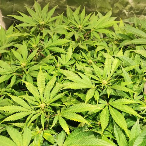 Red mandarine #4 growlog photo: Ya en plena floración totalmente recuperadas de sus carencias y excesos, después de 9 años sin cultivar he vuelto a entrenar lo que ya sabía y aún más. Preparado totalmente para un cultivo perfecto próximamente.
pH general de salida 6.3
EC general de salida 1200ms
1 ml bio grow, 2 ml bio bloom, 2 ml alg a mic y co2 incorporado al riego
No sé aprecia bien pero están mounstrosas con un tallo tan grueso como el palo de una escoba.
Irá aumentando gradualmente por semana hasta llegar a 2200 ms y después bajada hasta llegar a lo mas cercano de 0.
Todo esto solo con 240w.

