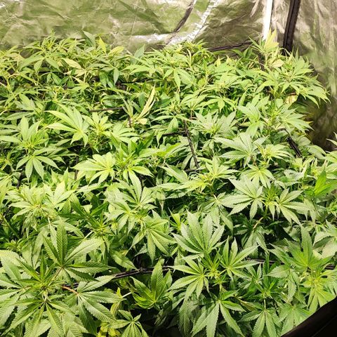 Red mandarine #4 growlog photo: Ya en plena floración totalmente recuperadas de sus carencias y excesos, después de 9 años sin cultivar he vuelto a entrenar lo que ya sabía y aún más. Preparado totalmente para un cultivo perfecto próximamente.
pH general de salida 6.3
EC general de salida 1200ms
1 ml bio grow, 2 ml bio bloom, 2 ml alg a mic y co2 incorporado al riego
No sé aprecia bien pero están mounstrosas con un tallo tan grueso como el palo de una escoba.
Irá aumentando gradualmente por semana hasta llegar a 2200 ms y después bajada hasta llegar a lo mas cercano de 0.
Todo esto solo con 240w.
