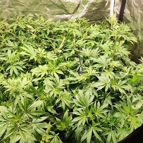 Red mandarine #4 growlog photo: Ya en plena floración totalmente recuperadas de sus carencias y excesos, después de 9 años sin cultivar he vuelto a entrenar lo que ya sabía y aún más. Preparado totalmente para un cultivo perfecto próximamente.
pH general de salida 6.3
EC general de salida 1200ms
1 ml bio grow, 2 ml bio bloom, 2 ml alg a mic y co2 incorporado al riego
No sé aprecia bien pero están mounstrosas con un tallo tan grueso como el palo de una escoba.
Irá aumentando gradualmente por semana hasta llegar a 2200 ms y después bajada hasta llegar a lo mas cercano de 0.
Todo esto solo con 240w.
