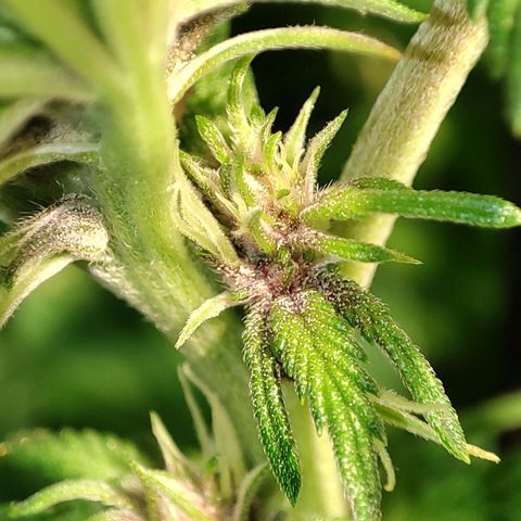 Red mandarine #4 growlog photo: Ya en plena floración totalmente recuperadas de sus carencias y excesos, después de 9 años sin cultivar he vuelto a entrenar lo que ya sabía y aún más. Preparado totalmente para un cultivo perfecto próximamente.
pH general de salida 6.3
EC general de salida 1200ms
1 ml bio grow, 2 ml bio bloom, 2 ml alg a mic y co2 incorporado al riego
No sé aprecia bien pero están mounstrosas con un tallo tan grueso como el palo de una escoba.
Irá aumentando gradualmente por semana hasta llegar a 2200 ms y después bajada hasta llegar a lo mas cercano de 0.
Todo esto solo con 240w.
