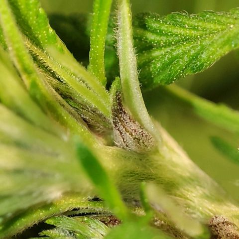 Red mandarine #4 growlog photo: Ya en plena floración totalmente recuperadas de sus carencias y excesos, después de 9 años sin cultivar he vuelto a entrenar lo que ya sabía y aún más. Preparado totalmente para un cultivo perfecto próximamente.
pH general de salida 6.3
EC general de salida 1200ms
1 ml bio grow, 2 ml bio bloom, 2 ml alg a mic y co2 incorporado al riego
No sé aprecia bien pero están mounstrosas con un tallo tan grueso como el palo de una escoba.
Irá aumentando gradualmente por semana hasta llegar a 2200 ms y después bajada hasta llegar a lo mas cercano de 0.
Todo esto solo con 240w.

