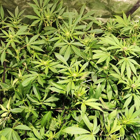 Red mandarine #4 growlog timeline photo
