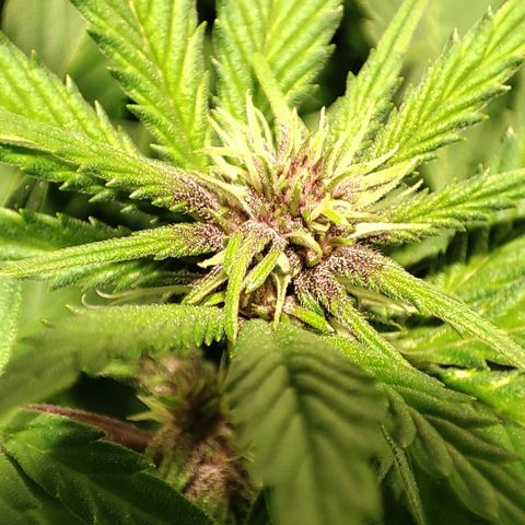 Red mandarine #4 growlog timeline photo