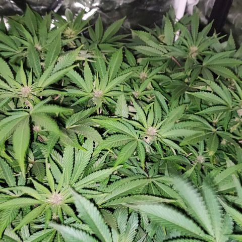 Red mandarine #4 growlog timeline photo