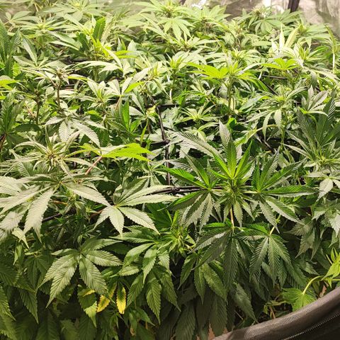 Red mandarine #4 growlog timeline photo