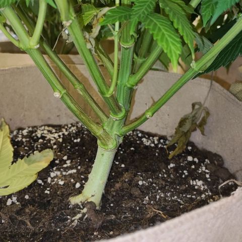 Red mandarine #4 growlog photo: Todo va perfecto logré equilibrar todas las medidas hasta ahora van en 1300-1400 ms y pH en 6.2 
Abono con bio bloom, bio grow, alg-a-mic y pastillas de CO2 
La EC la iré subiendo semanalmente hasta llegar a 2000 ms el último riego y después la bajaré con agua purificada.