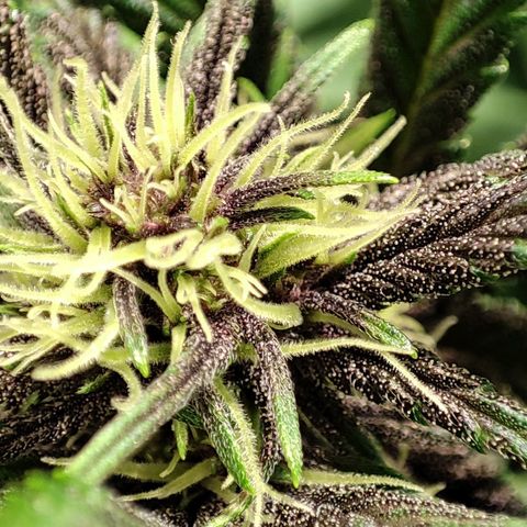 Red mandarine #4 growlog photo: Todo va perfecto logré equilibrar todas las medidas hasta ahora van en 1300-1400 ms y pH en 6.2 
Abono con bio bloom, bio grow, alg-a-mic y pastillas de CO2 
La EC la iré subiendo semanalmente hasta llegar a 2000 ms el último riego y después la bajaré con agua purificada.