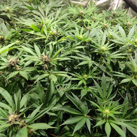 Red mandarine #4 growlog photo: Todo va perfecto logré equilibrar todas las medidas hasta ahora van en 1300-1400 ms y pH en 6.2 
Abono con bio bloom, bio grow, alg-a-mic y pastillas de CO2 
La EC la iré subiendo semanalmente hasta llegar a 2000 ms el último riego y después la bajaré con agua purificada.