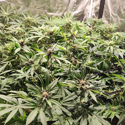 Red mandarine #4 growlog photo: Todo va perfecto logré equilibrar todas las medidas hasta ahora van en 1300-1400 ms y pH en 6.2 
Abono con bio bloom, bio grow, alg-a-mic y pastillas de CO2 
La EC la iré subiendo semanalmente hasta llegar a 2000 ms el último riego y después la bajaré con agua purificada.