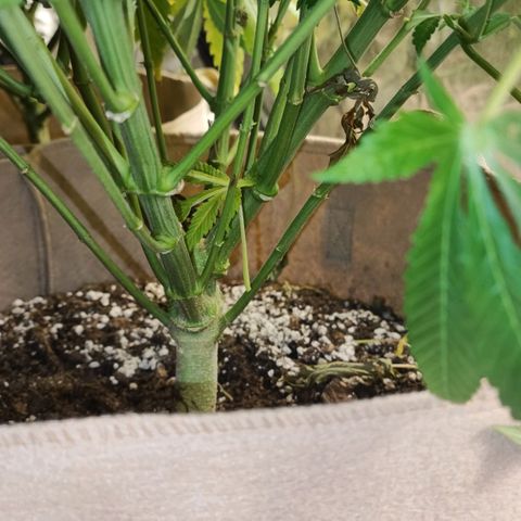 Red mandarine #4 growlog photo: Todo va perfecto logré equilibrar todas las medidas hasta ahora van en 1300-1400 ms y pH en 6.2 
Abono con bio bloom, bio grow, alg-a-mic y pastillas de CO2 
La EC la iré subiendo semanalmente hasta llegar a 2000 ms el último riego y después la bajaré con agua purificada.