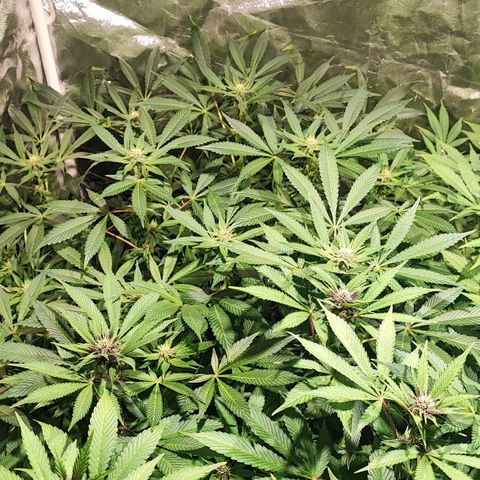 Red mandarine #4 growlog photo: Todo va perfecto logré equilibrar todas las medidas hasta ahora van en 1300-1400 ms y pH en 6.2 
Abono con bio bloom, bio grow, alg-a-mic y pastillas de CO2 
La EC la iré subiendo semanalmente hasta llegar a 2000 ms el último riego y después la bajaré con agua purificada.