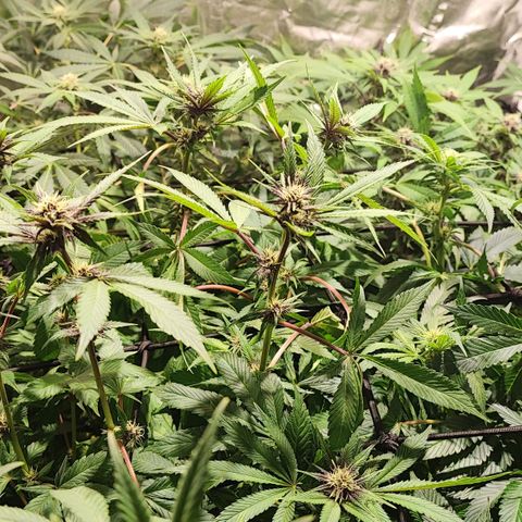 Red mandarine #4 growlog photo: Todo va perfecto logré equilibrar todas las medidas hasta ahora van en 1300-1400 ms y pH en 6.2 
Abono con bio bloom, bio grow, alg-a-mic y pastillas de CO2 
La EC la iré subiendo semanalmente hasta llegar a 2000 ms el último riego y después la bajaré con agua purificada.