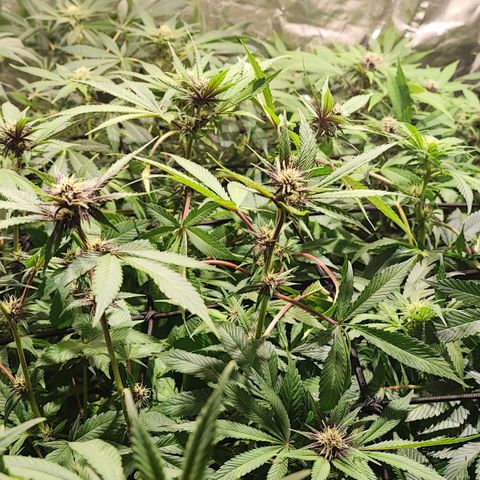 Red mandarine #4 growlog photo: Todo va perfecto logré equilibrar todas las medidas hasta ahora van en 1300-1400 ms y pH en 6.2 
Abono con bio bloom, bio grow, alg-a-mic y pastillas de CO2 
La EC la iré subiendo semanalmente hasta llegar a 2000 ms el último riego y después la bajaré con agua purificada.