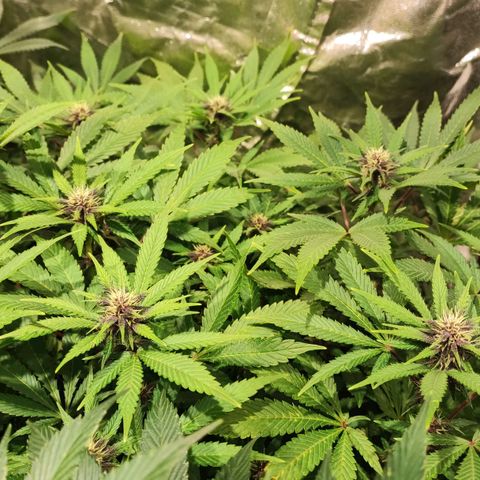 Red mandarine #4 growlog photo: Todo va perfecto logré equilibrar todas las medidas hasta ahora van en 1300-1400 ms y pH en 6.2 
Abono con bio bloom, bio grow, alg-a-mic y pastillas de CO2 
La EC la iré subiendo semanalmente hasta llegar a 2000 ms el último riego y después la bajaré con agua purificada.