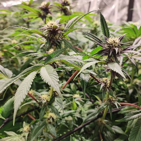 Red mandarine #4 growlog photo: Espectaculares comiendo a tope, ec subiendo a 1500 ms, normalmente cada vez que abro se comen las hojas inferiores y las de arriba están perfectas. Hay que darles comida en cada riego a está cepa, mucho consumo de fertilizantes a mi gusto y algo inestable pero una vez que se estabiliza sorprende el crecimiento. En colores salieron 2 fenotipos totalmente morados oscuro con un fuerte aroma a berries mandarinas y crema. 1 fenotipo con flores rojas y moradas claro aroma más frutal y 1 fenotipo de flor verde y rosada sutil. 