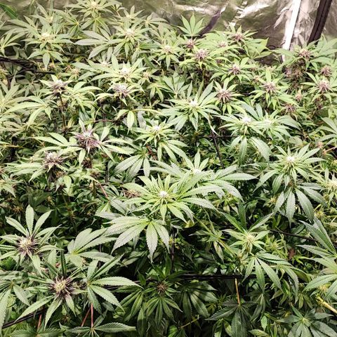 Red mandarine #4 growlog photo: Espectaculares comiendo a tope, ec subiendo a 1500 ms, normalmente cada vez que abro se comen las hojas inferiores y las de arriba están perfectas. Hay que darles comida en cada riego a está cepa, mucho consumo de fertilizantes a mi gusto y algo inestable pero una vez que se estabiliza sorprende el crecimiento. En colores salieron 2 fenotipos totalmente morados oscuro con un fuerte aroma a berries mandarinas y crema. 1 fenotipo con flores rojas y moradas claro aroma más frutal y 1 fenotipo de flor verde y rosada sutil. 