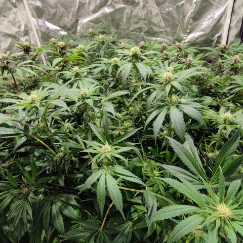 Red mandarine #4 growlog photo: Espectaculares comiendo a tope, ec subiendo a 1500 ms, normalmente cada vez que abro se comen las hojas inferiores y las de arriba están perfectas. Hay que darles comida en cada riego a está cepa, mucho consumo de fertilizantes a mi gusto y algo inestable pero una vez que se estabiliza sorprende el crecimiento. En colores salieron 2 fenotipos totalmente morados oscuro con un fuerte aroma a berries mandarinas y crema. 1 fenotipo con flores rojas y moradas claro aroma más frutal y 1 fenotipo de flor verde y rosada sutil. 