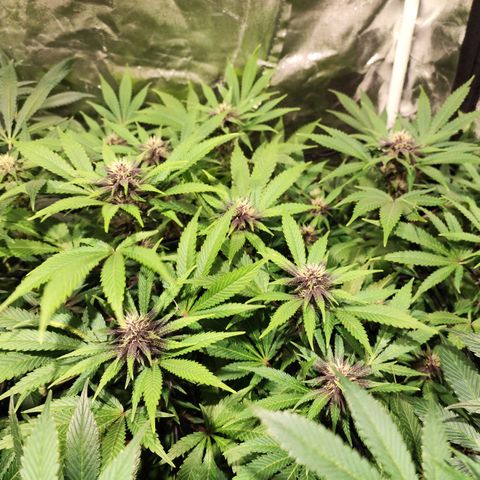Red mandarine #4 growlog photo: Espectaculares comiendo a tope, ec subiendo a 1500 ms, normalmente cada vez que abro se comen las hojas inferiores y las de arriba están perfectas. Hay que darles comida en cada riego a está cepa, mucho consumo de fertilizantes a mi gusto y algo inestable pero una vez que se estabiliza sorprende el crecimiento. En colores salieron 2 fenotipos totalmente morados oscuro con un fuerte aroma a berries mandarinas y crema. 1 fenotipo con flores rojas y moradas claro aroma más frutal y 1 fenotipo de flor verde y rosada sutil. 