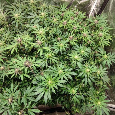 Red mandarine #4 growlog photo: Espectaculares comiendo a tope, ec subiendo a 1500 ms, normalmente cada vez que abro se comen las hojas inferiores y las de arriba están perfectas. Hay que darles comida en cada riego a está cepa, mucho consumo de fertilizantes a mi gusto y algo inestable pero una vez que se estabiliza sorprende el crecimiento. En colores salieron 2 fenotipos totalmente morados oscuro con un fuerte aroma a berries mandarinas y crema. 1 fenotipo con flores rojas y moradas claro aroma más frutal y 1 fenotipo de flor verde y rosada sutil. 