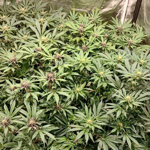 Red mandarine #4 growlog photo: Espectaculares comiendo a tope, ec subiendo a 1500 ms, normalmente cada vez que abro se comen las hojas inferiores y las de arriba están perfectas. Hay que darles comida en cada riego a está cepa, mucho consumo de fertilizantes a mi gusto y algo inestable pero una vez que se estabiliza sorprende el crecimiento. En colores salieron 2 fenotipos totalmente morados oscuro con un fuerte aroma a berries mandarinas y crema. 1 fenotipo con flores rojas y moradas claro aroma más frutal y 1 fenotipo de flor verde y rosada sutil. 