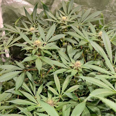 Red mandarine #4 growlog photo: Espectaculares comiendo a tope, ec subiendo a 1500 ms, normalmente cada vez que abro se comen las hojas inferiores y las de arriba están perfectas. Hay que darles comida en cada riego a está cepa, mucho consumo de fertilizantes a mi gusto y algo inestable pero una vez que se estabiliza sorprende el crecimiento. En colores salieron 2 fenotipos totalmente morados oscuro con un fuerte aroma a berries mandarinas y crema. 1 fenotipo con flores rojas y moradas claro aroma más frutal y 1 fenotipo de flor verde y rosada sutil. 