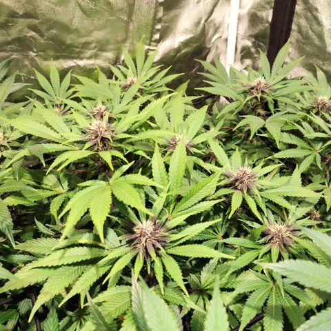 Red mandarine #4 growlog photo: Espectaculares comiendo a tope, ec subiendo a 1500 ms, normalmente cada vez que abro se comen las hojas inferiores y las de arriba están perfectas. Hay que darles comida en cada riego a está cepa, mucho consumo de fertilizantes a mi gusto y algo inestable pero una vez que se estabiliza sorprende el crecimiento. En colores salieron 2 fenotipos totalmente morados oscuro con un fuerte aroma a berries mandarinas y crema. 1 fenotipo con flores rojas y moradas claro aroma más frutal y 1 fenotipo de flor verde y rosada sutil. 