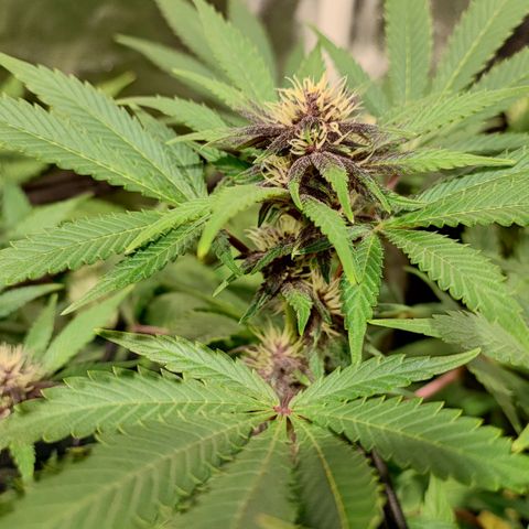 Red mandarine #4 growlog photo: Espectaculares comiendo a tope, ec subiendo a 1500 ms, normalmente cada vez que abro se comen las hojas inferiores y las de arriba están perfectas. Hay que darles comida en cada riego a está cepa, mucho consumo de fertilizantes a mi gusto y algo inestable pero una vez que se estabiliza sorprende el crecimiento. En colores salieron 2 fenotipos totalmente morados oscuro con un fuerte aroma a berries mandarinas y crema. 1 fenotipo con flores rojas y moradas claro aroma más frutal y 1 fenotipo de flor verde y rosada sutil. 